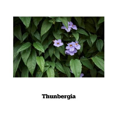 Thunbergia laurifolia - 100 Kapseln