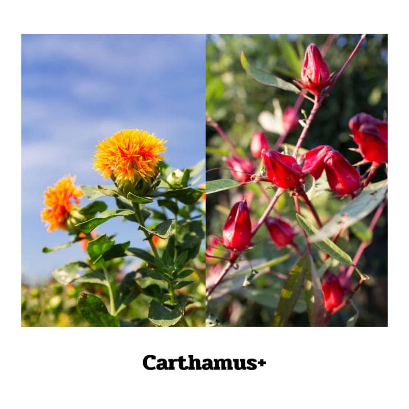 Carthamus + Hibiscus - 70 Kapseln