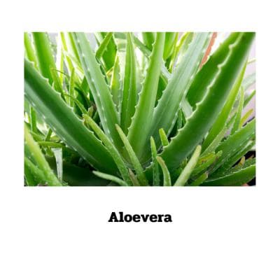 Aloe Vera - 70 Kapseln