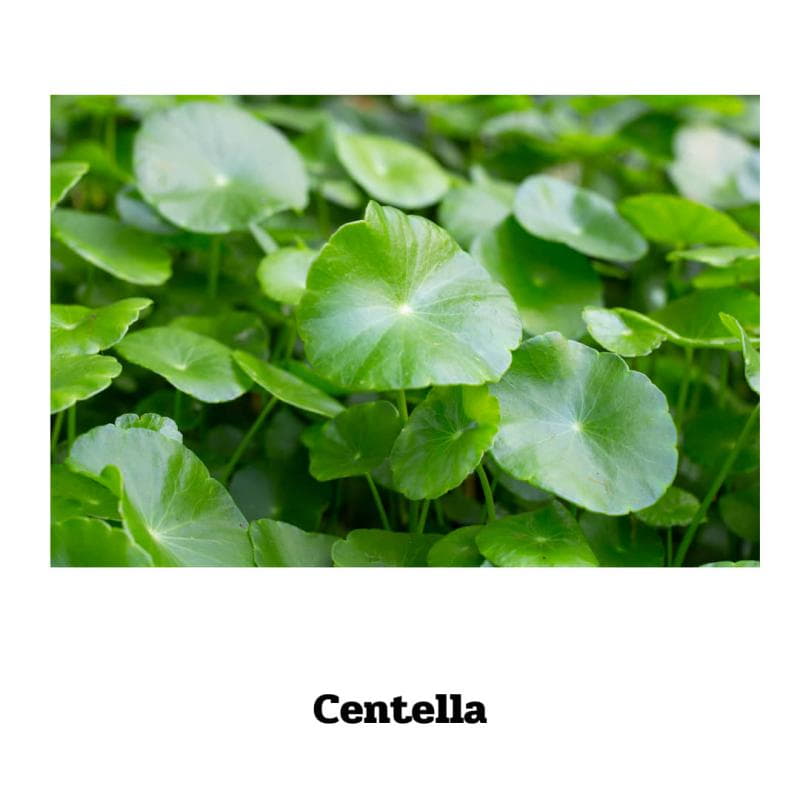 Centella asiatica - 70 Kapseln