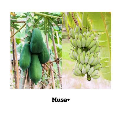 Musa - Papaya - 90 Kapseln