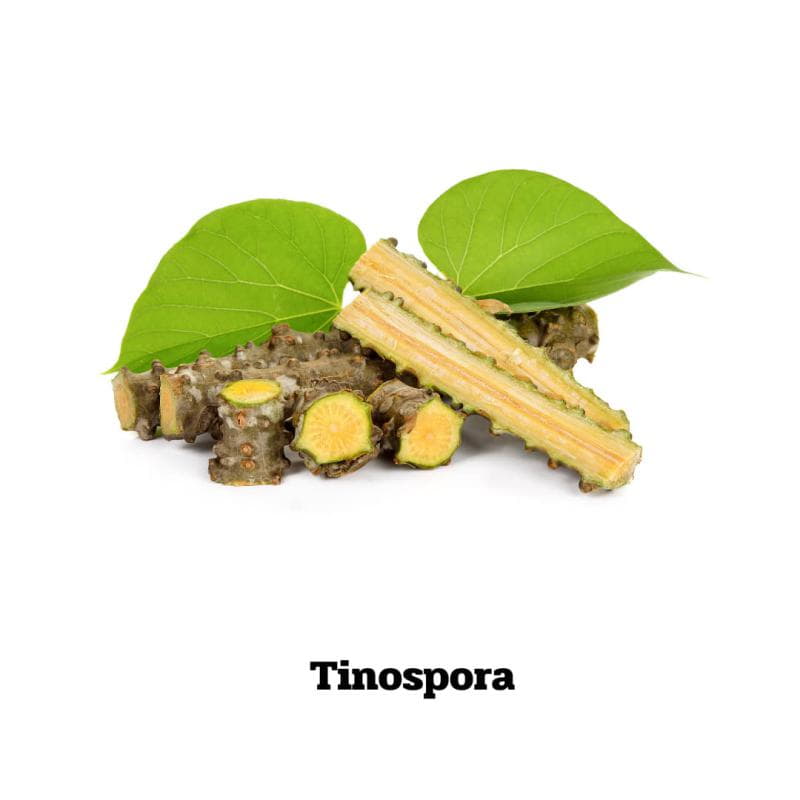 Tinospora - 70 Kapseln