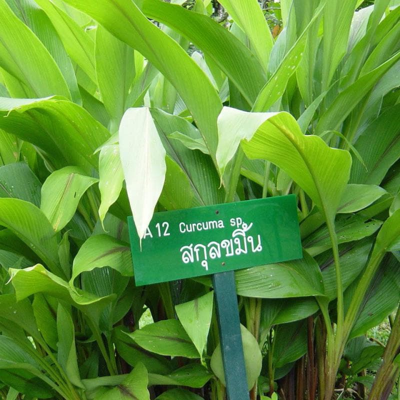 Curcuma Piper - 100 Kapseln