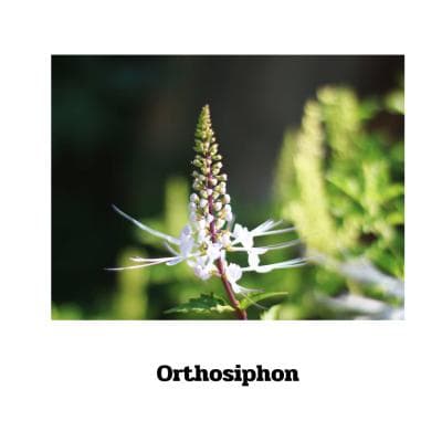 Orthosiphon - 90 Kapseln