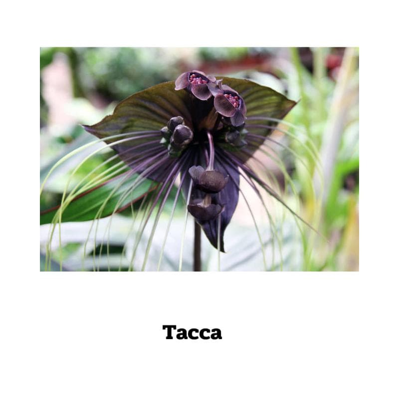 Tacca - 70 Kapseln