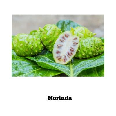 Morinda Citrifolia - 90 Kapseln