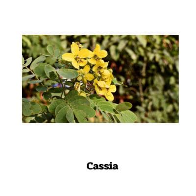 Cassia - 90 Kapseln