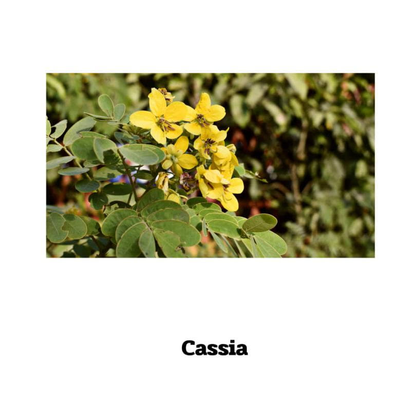 Cassia - 90 Kapseln