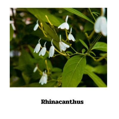 Rhinacanthus - 90 Kapseln