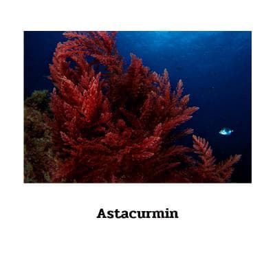 Astacurmin - 90 Kapseln