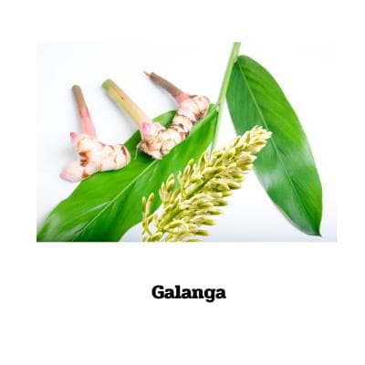 Galant Alpinia officinarum - 90 Kapseln