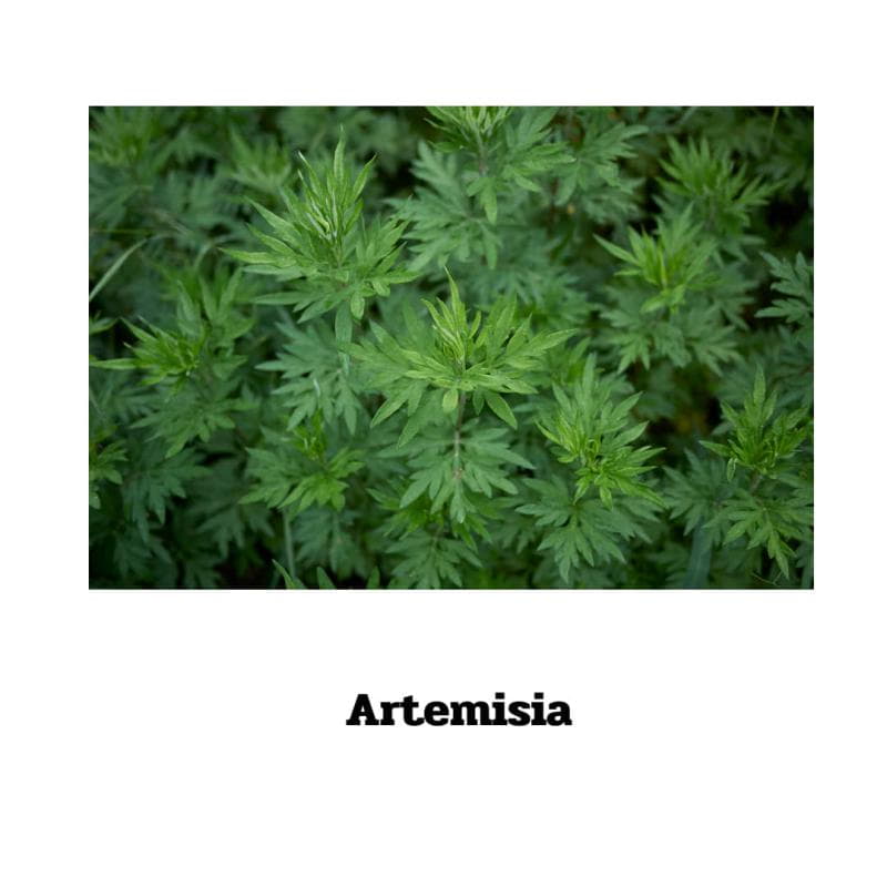 Artemisia annua - 90 Kapseln