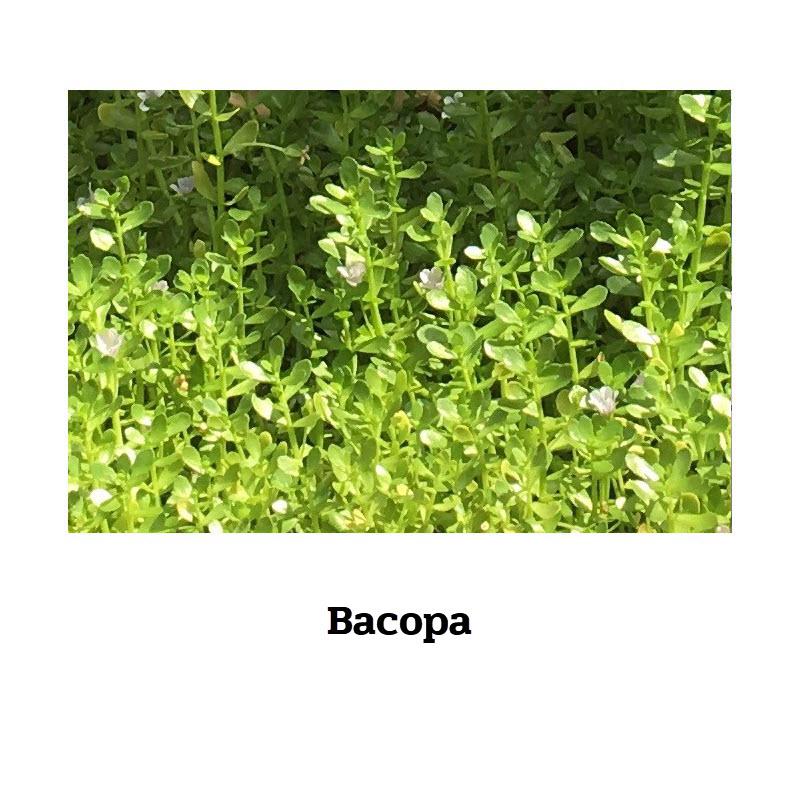 Bacopa monnieri - 100 Kapseln