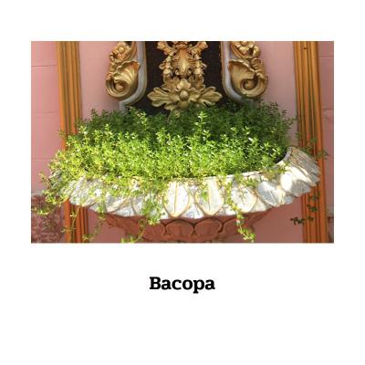 Bacopa monnieri - 100 Kapseln