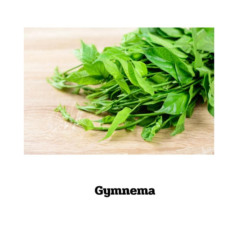 Gymnema sylvestre - 90 Kapseln