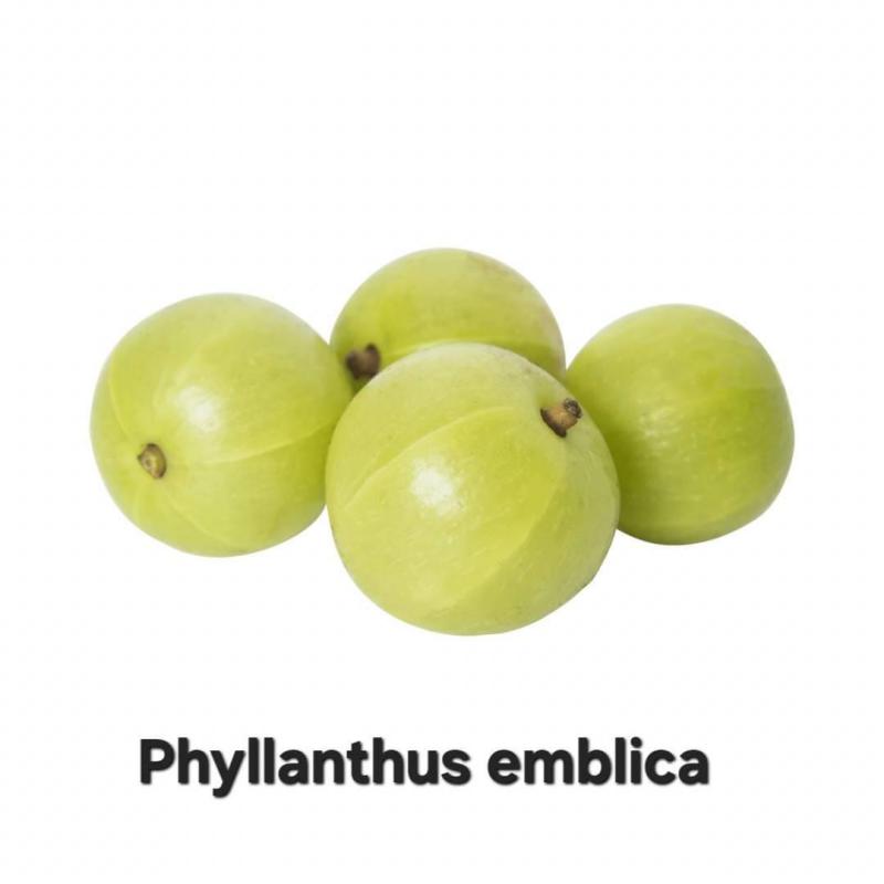 EXTUSSIS - 90 Kapseln